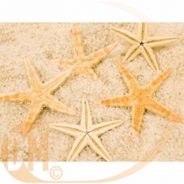 Decor en veritable etoile de mer