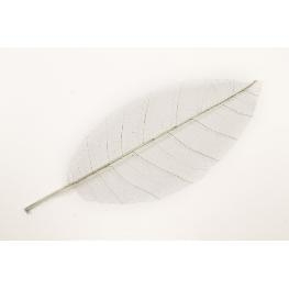 Feuille naturel skeleton par 12