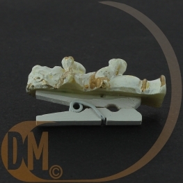 Pince Angelot par 10